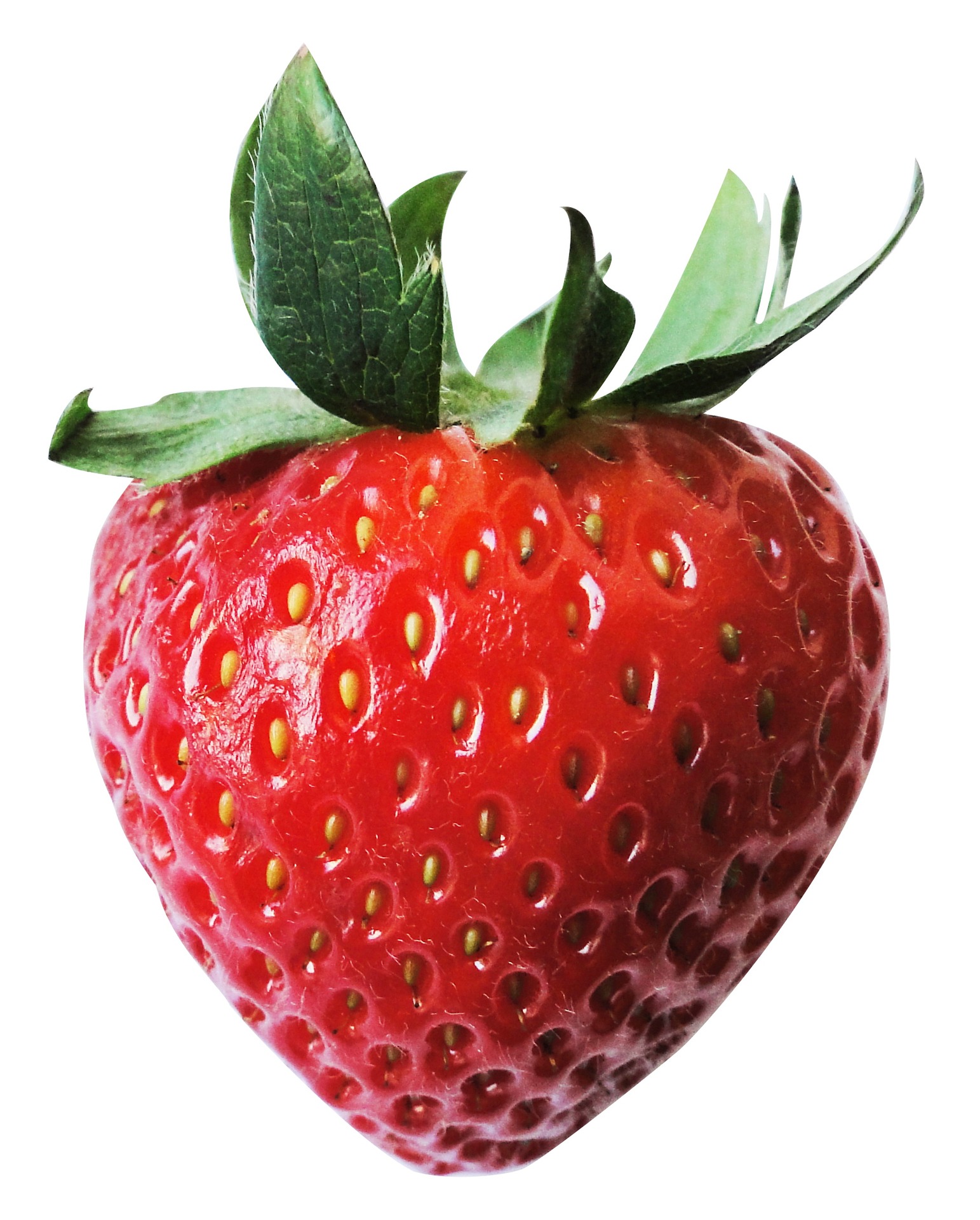 EcoBerry Farm